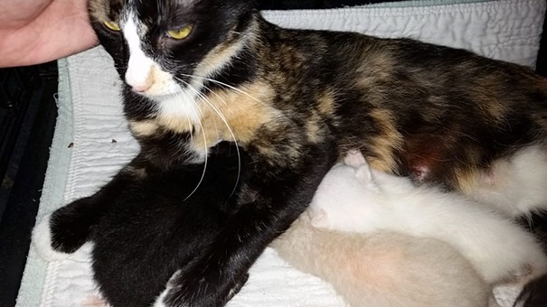 Man Hears Kittens Meowing, Spends 7 Hours Digging In Dumpster To Save Ditched Litter Of Furballs