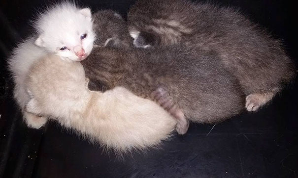 Man Hears Kittens Meowing, Spends 7 Hours Digging In Dumpster To Save Ditched Litter Of Furballs