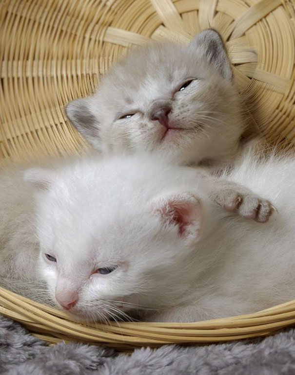 Man Hears Kittens Meowing, Spends 7 Hours Digging In Dumpster To Save Ditched Litter Of Furballs