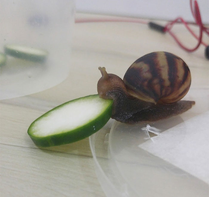 Snail Eating Cucumber Sparks Photoshop Battle, Internet Creates Better Love Story Than Twilight Snail Eating Cucumber Sparks Photoshop Battle, Internet Creates Better Love Story Than Twilight