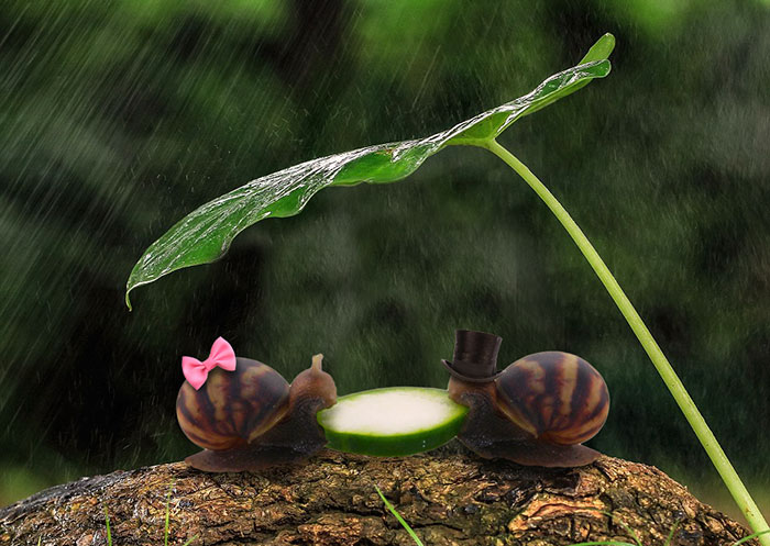 Snail Eating Cucumber Sparks Photoshop Battle, Internet Creates Better Love Story Than Twilight Snail Eating Cucumber Sparks Photoshop Battle, Internet Creates Better Love Story Than Twilight