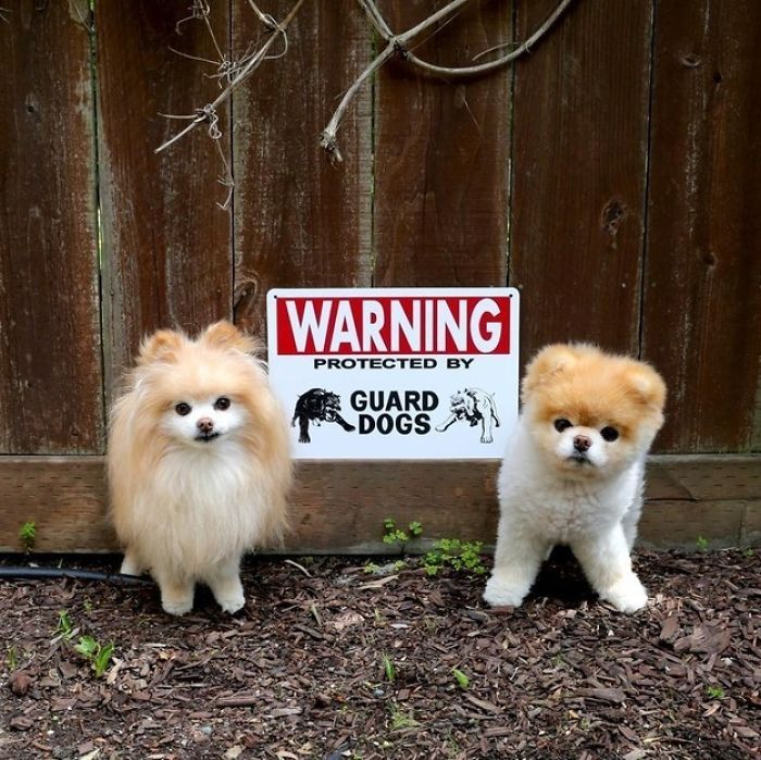 47 Dangerous Dogs Behind Beware Of Dog” Signs” 47 Dangerous Dogs Behind Beware Of Dog” Signs”