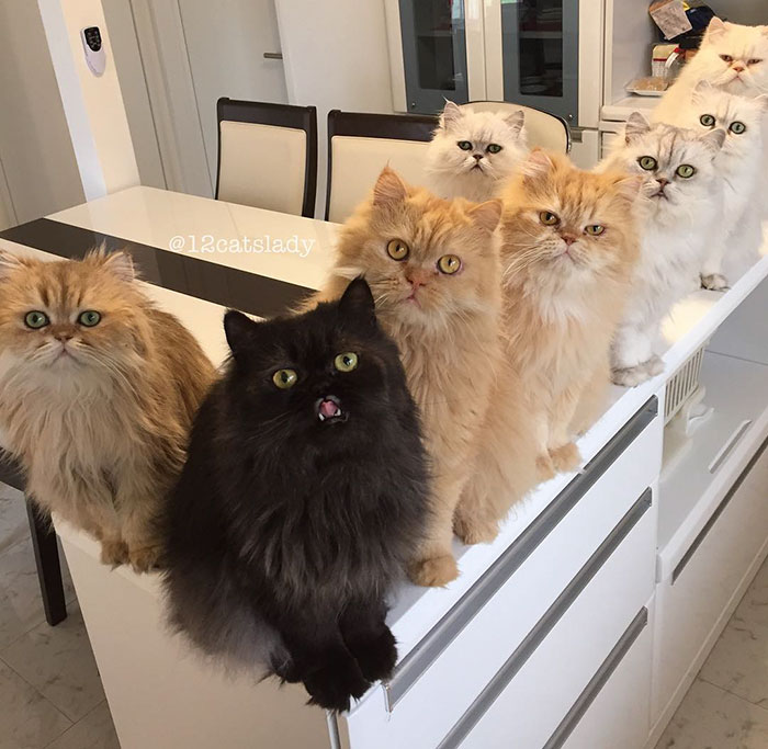 “12 Cats Lady” Is Exploding Instagram With Her Twelve Persians