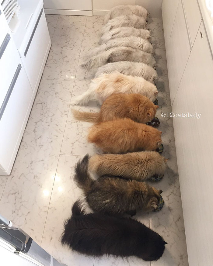 “12 Cats Lady” Is Exploding Instagram With Her Twelve Persians