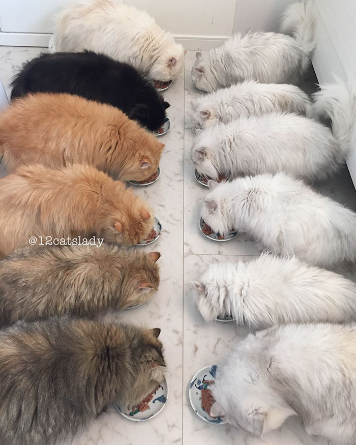 “12 Cats Lady” Is Exploding Instagram With Her Twelve Persians