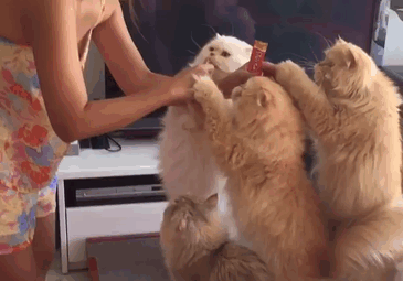 “12 Cats Lady” Is Exploding Instagram With Her Twelve Persians
