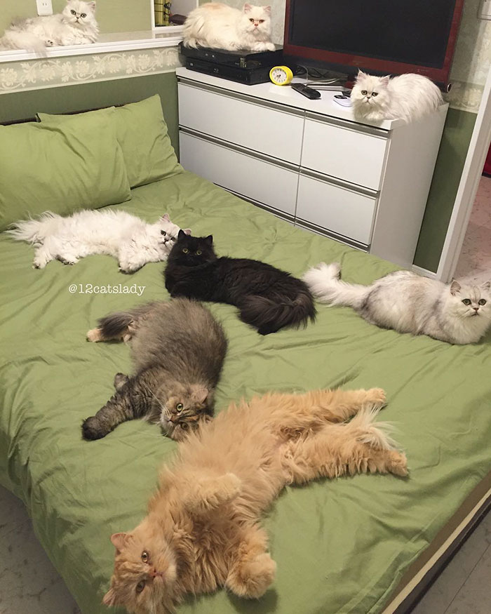 “12 Cats Lady” Is Exploding Instagram With Her Twelve Persians