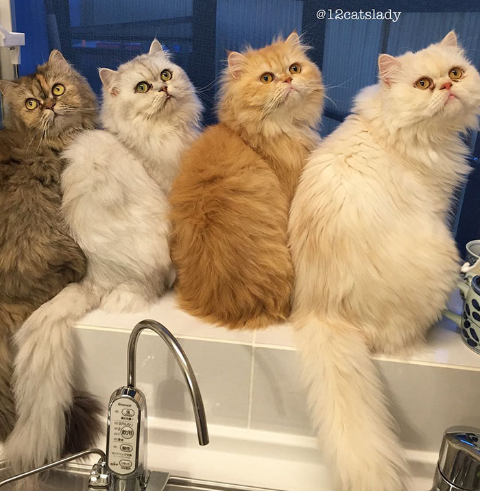 “12 Cats Lady” Is Exploding Instagram With Her Twelve Persians