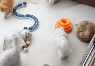“12 Cats Lady” Is Exploding Instagram With Her Twelve Persians