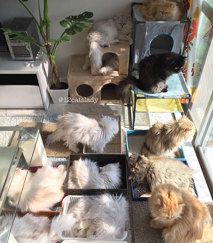 “12 Cats Lady” Is Exploding Instagram With Her Twelve Persians