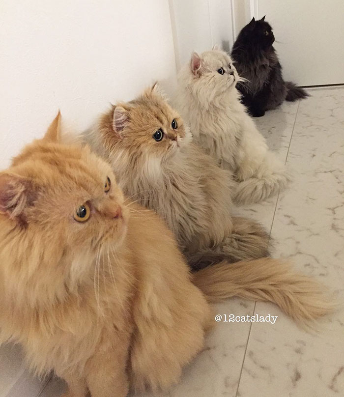 “12 Cats Lady” Is Exploding Instagram With Her Twelve Persians