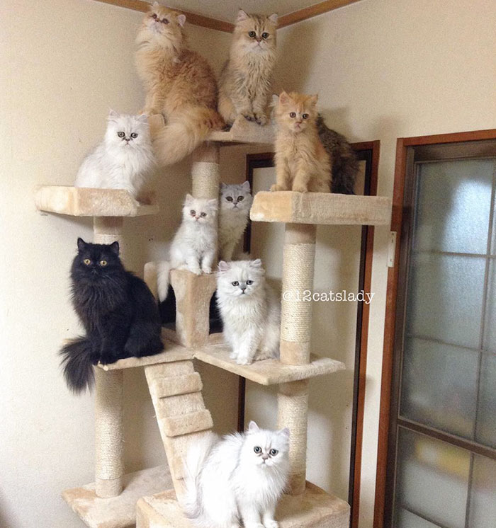 “12 Cats Lady” Is Exploding Instagram With Her Twelve Persians