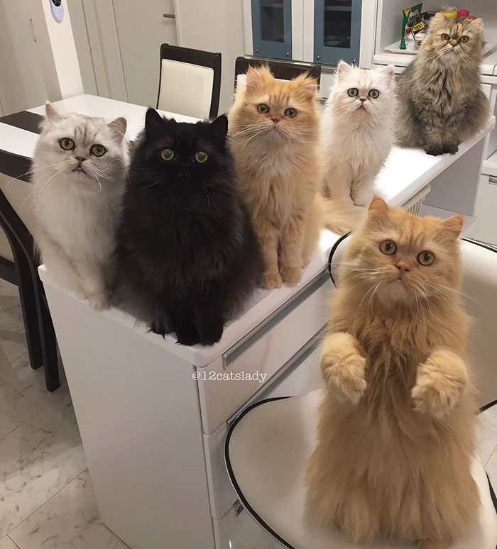 “12 Cats Lady” Is Exploding Instagram With Her Twelve Persians