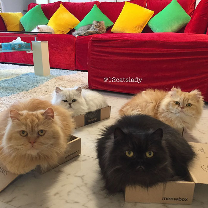 “12 Cats Lady” Is Exploding Instagram With Her Twelve Persians