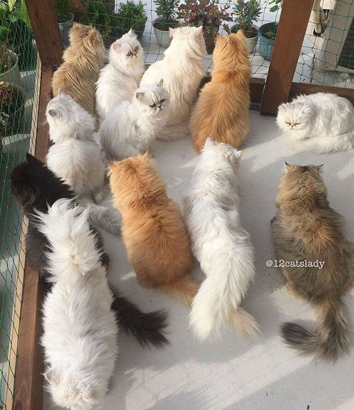 “12 Cats Lady” Is Exploding Instagram With Her Twelve Persians