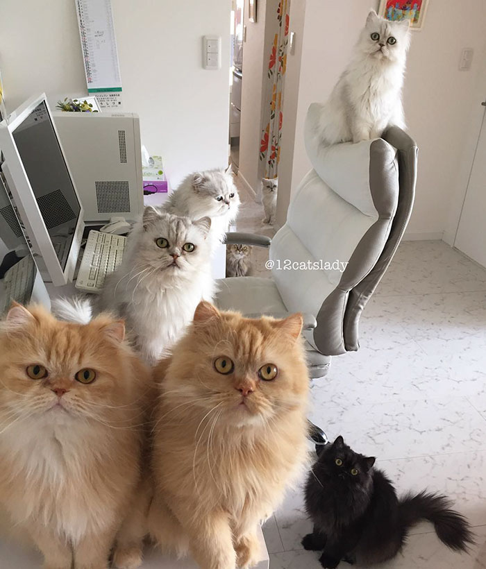 “12 Cats Lady” Is Exploding Instagram With Her Twelve Persians