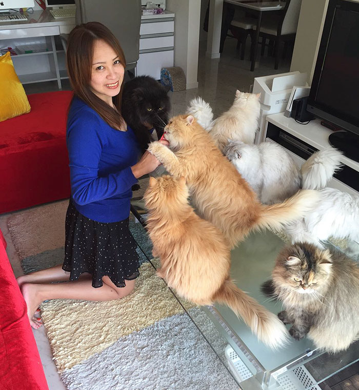 “12 Cats Lady” Is Exploding Instagram With Her Twelve Persians