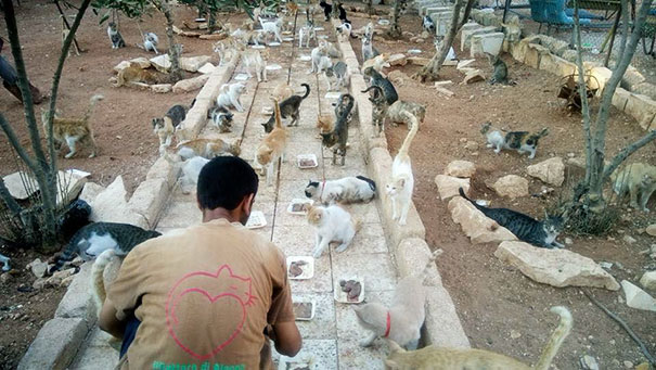 People Are Fleeing War-Torn Aleppo But This Man Is Staying To Care For Abandoned Cats People Are Fleeing War-Torn Aleppo But This Man Is Staying To Care For Abandoned Cats