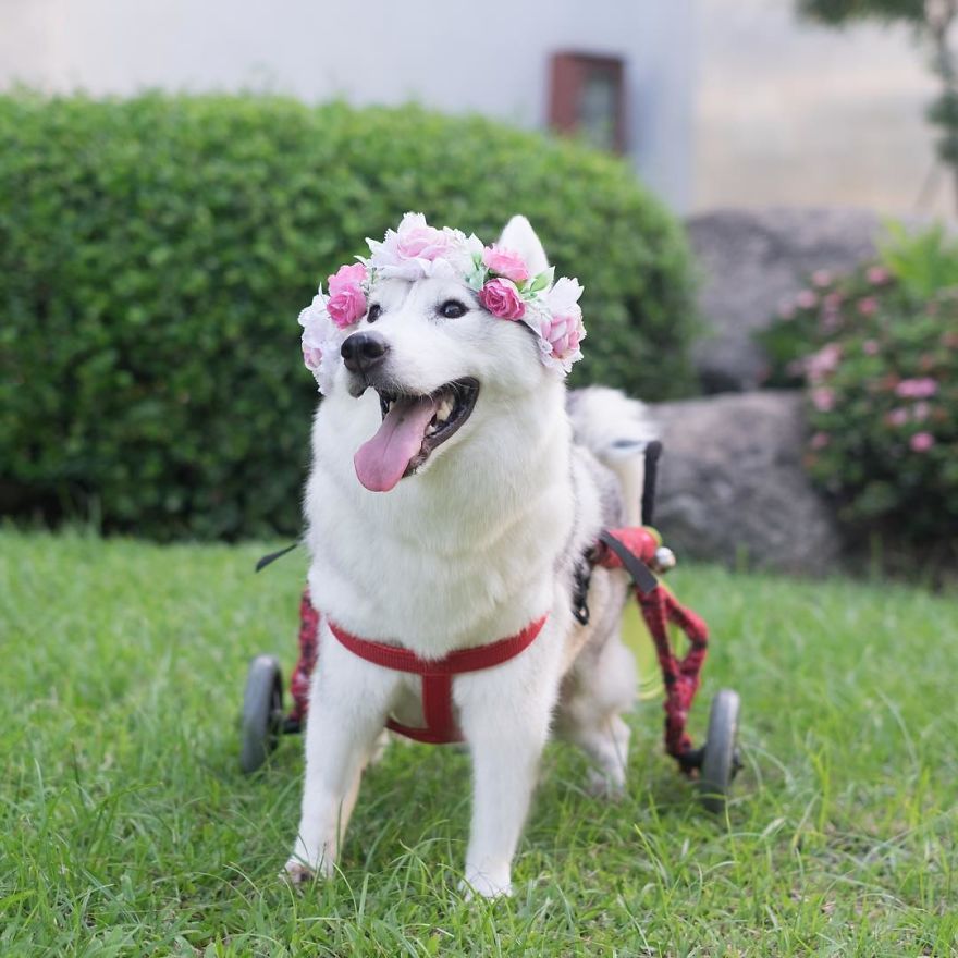 Husky Born Without Paws Gets Adopted And Becomes The Happiest Pup In A Wheelchair Husky Born Without Paws Gets Adopted And Becomes The Happiest Pup In A Wheelchair