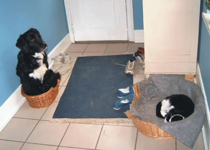 119 Asshole Cats Who Stole Dog Beds And Didn&#8217;t Give A Damn About The Pawlice