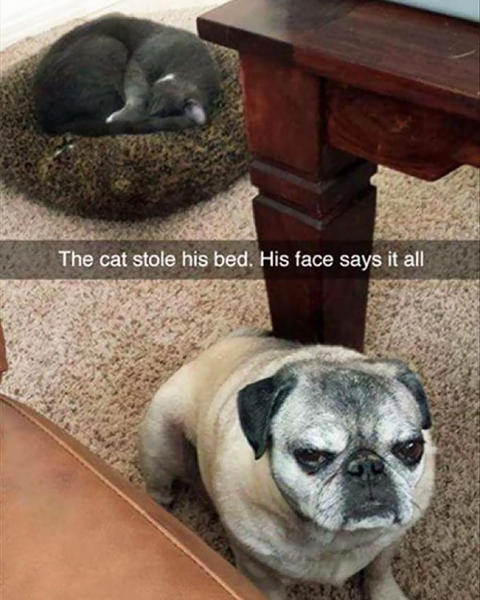 119 Asshole Cats Who Stole Dog Beds And Didn&#8217;t Give A Damn About The Pawlice