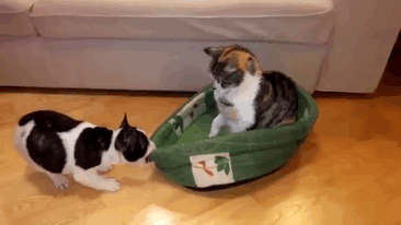 119 Asshole Cats Who Stole Dog Beds And Didn&#8217;t Give A Damn About The Pawlice
