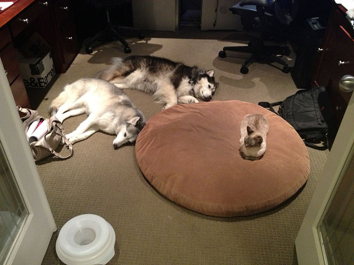 119 Asshole Cats Who Stole Dog Beds And Didn&#8217;t Give A Damn About The Pawlice