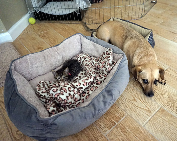 119 Asshole Cats Who Stole Dog Beds And Didn&#8217;t Give A Damn About The Pawlice