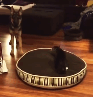 119 Asshole Cats Who Stole Dog Beds And Didn&#8217;t Give A Damn About The Pawlice