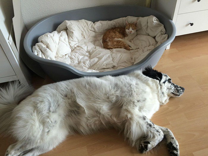 119 Asshole Cats Who Stole Dog Beds And Didn&#8217;t Give A Damn About The Pawlice
