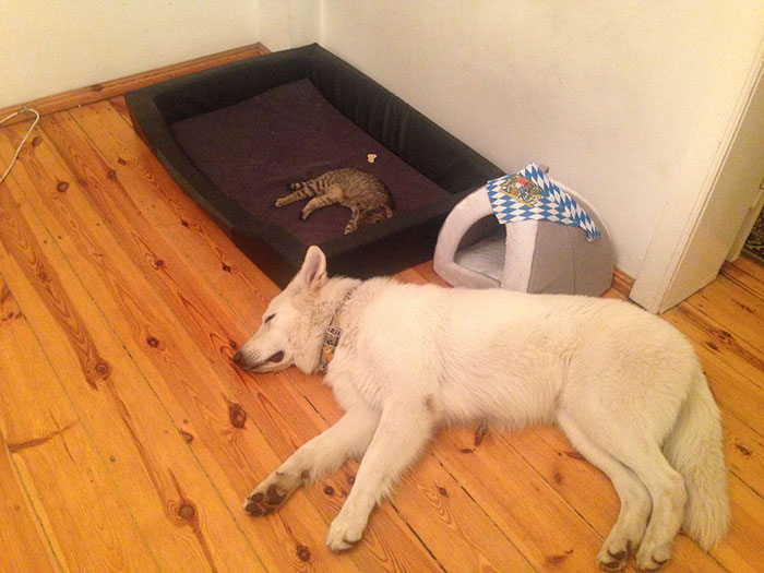 119 Asshole Cats Who Stole Dog Beds And Didn&#8217;t Give A Damn About The Pawlice