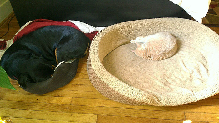 119 Asshole Cats Who Stole Dog Beds And Didn&#8217;t Give A Damn About The Pawlice