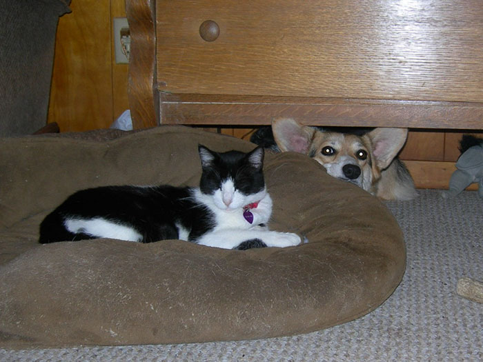 119 Asshole Cats Who Stole Dog Beds And Didn&#8217;t Give A Damn About The Pawlice