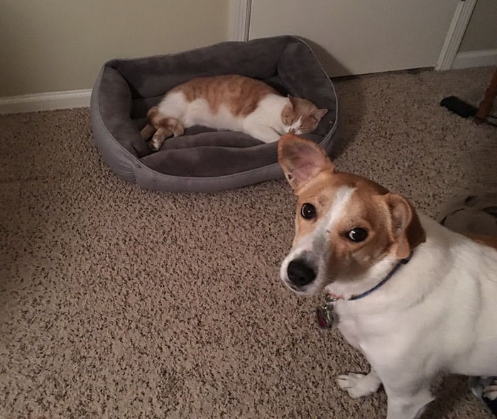 119 Asshole Cats Who Stole Dog Beds And Didn&#8217;t Give A Damn About The Pawlice
