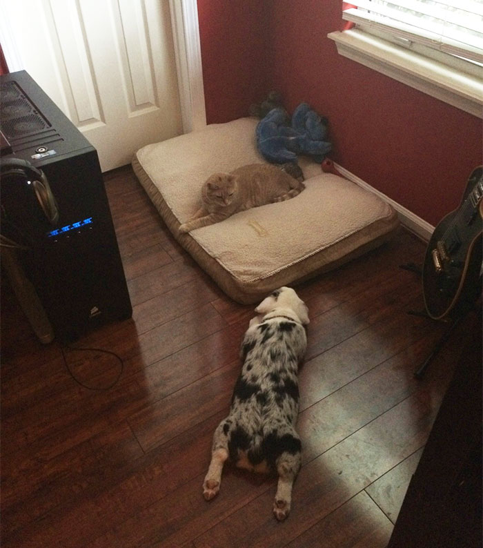 119 Asshole Cats Who Stole Dog Beds And Didn&#8217;t Give A Damn About The Pawlice