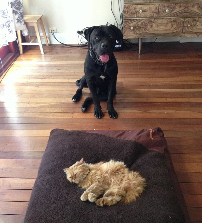 119 Asshole Cats Who Stole Dog Beds And Didn&#8217;t Give A Damn About The Pawlice