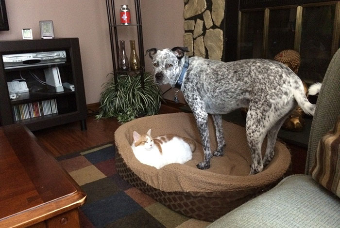 119 Asshole Cats Who Stole Dog Beds And Didn&#8217;t Give A Damn About The Pawlice