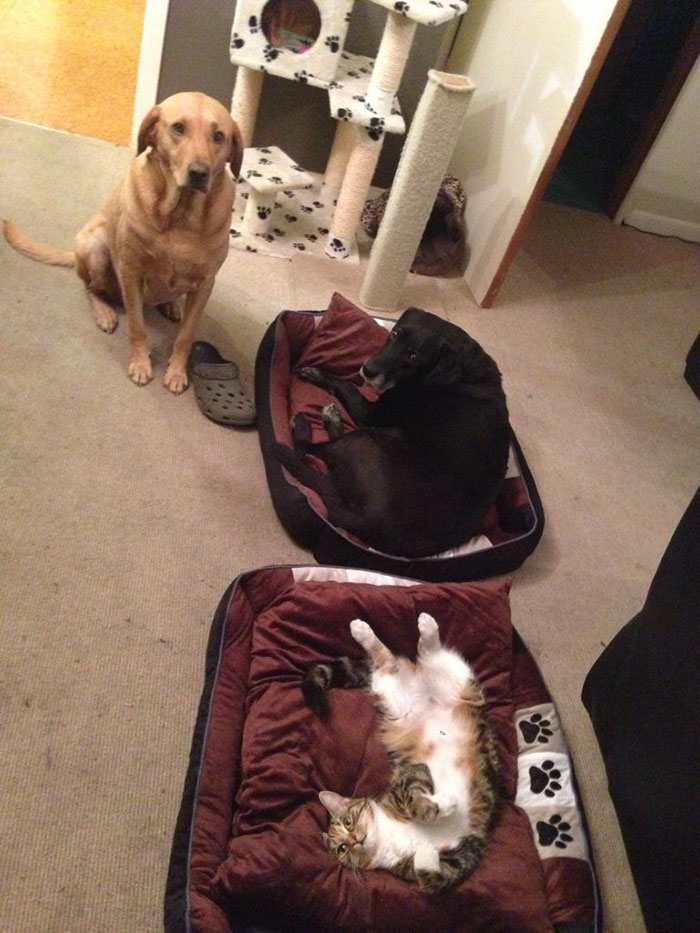 119 Asshole Cats Who Stole Dog Beds And Didn&#8217;t Give A Damn About The Pawlice