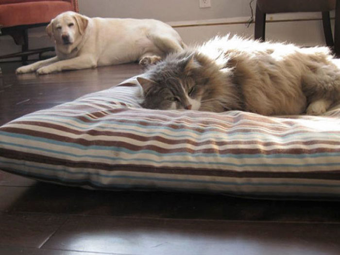119 Asshole Cats Who Stole Dog Beds And Didn&#8217;t Give A Damn About The Pawlice