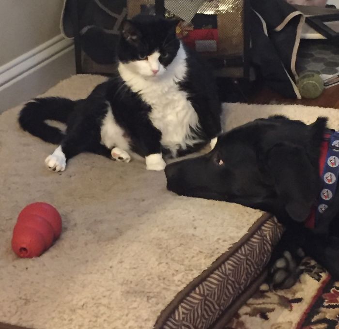 119 Asshole Cats Who Stole Dog Beds And Didn&#8217;t Give A Damn About The Pawlice
