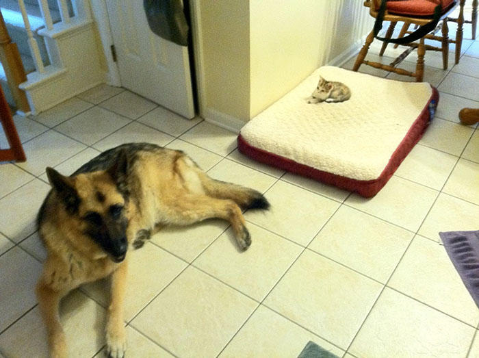 119 Asshole Cats Who Stole Dog Beds And Didn&#8217;t Give A Damn About The Pawlice