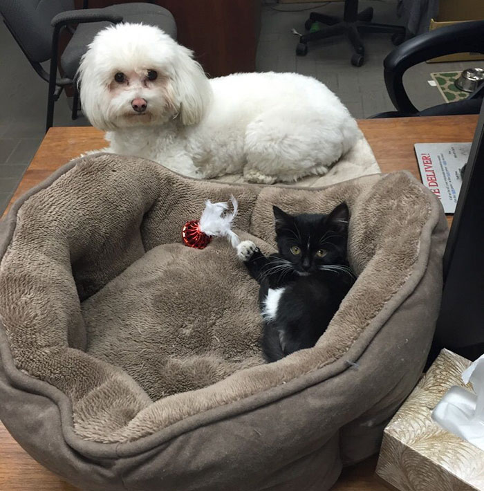 119 Asshole Cats Who Stole Dog Beds And Didn&#8217;t Give A Damn About The Pawlice