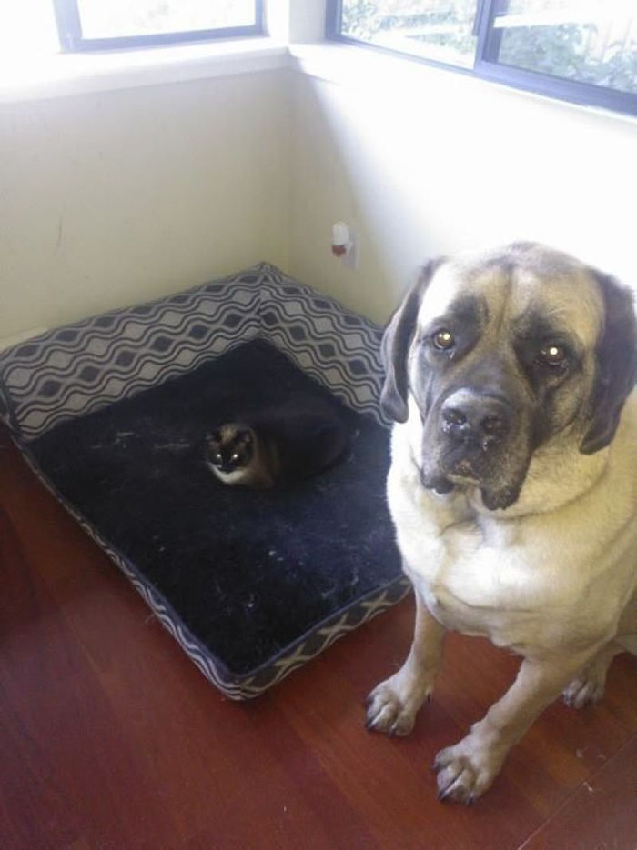 119 Asshole Cats Who Stole Dog Beds And Didn&#8217;t Give A Damn About The Pawlice