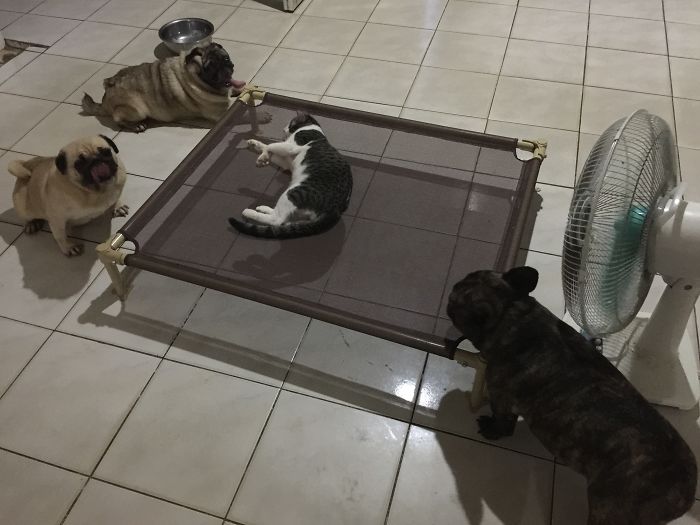 119 Asshole Cats Who Stole Dog Beds And Didn&#8217;t Give A Damn About The Pawlice
