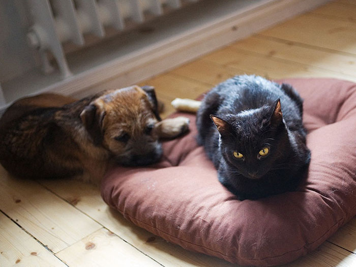 119 Asshole Cats Who Stole Dog Beds And Didn&#8217;t Give A Damn About The Pawlice