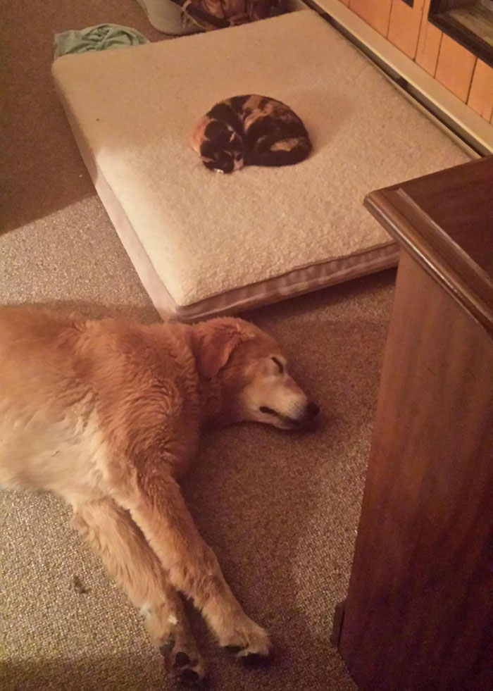 119 Asshole Cats Who Stole Dog Beds And Didn&#8217;t Give A Damn About The Pawlice