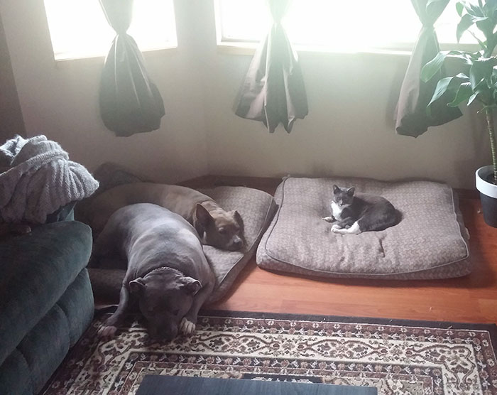 119 Asshole Cats Who Stole Dog Beds And Didn&#8217;t Give A Damn About The Pawlice