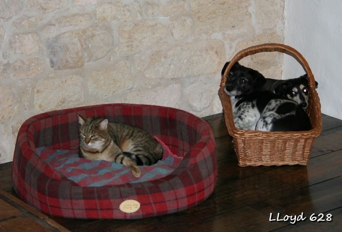 119 Asshole Cats Who Stole Dog Beds And Didn&#8217;t Give A Damn About The Pawlice