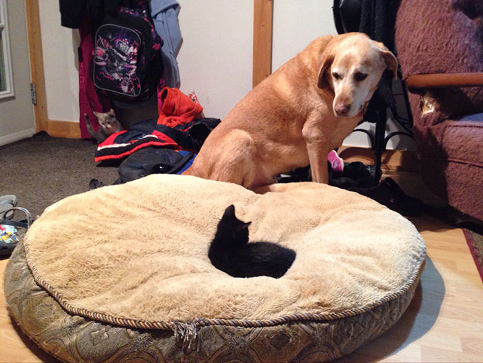 119 Asshole Cats Who Stole Dog Beds And Didn&#8217;t Give A Damn About The Pawlice