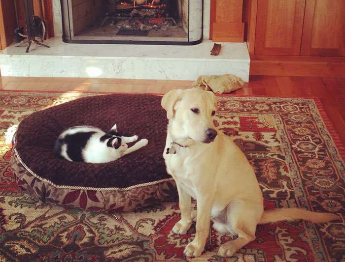 119 Asshole Cats Who Stole Dog Beds And Didn&#8217;t Give A Damn About The Pawlice